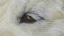 detail-portrait-oeil chien-pastel-peinture